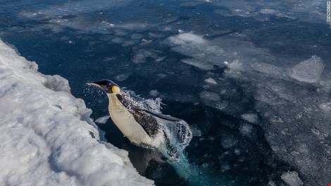 Tảng băng khổng lồ &#39;bẫy chết&#39; 150.000 chim cánh cụt - 1