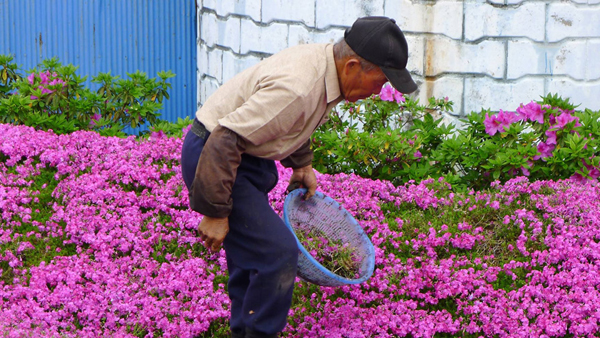 Sau hơn 10 năm kể từ khi hạt giống đầu tiên được trồng xuống đất, hiện khu vườn xinh đẹp thu hút du khách từ các thị trấn và tỉnh khác tới thăm  vào mỗi dịp xuân đến.