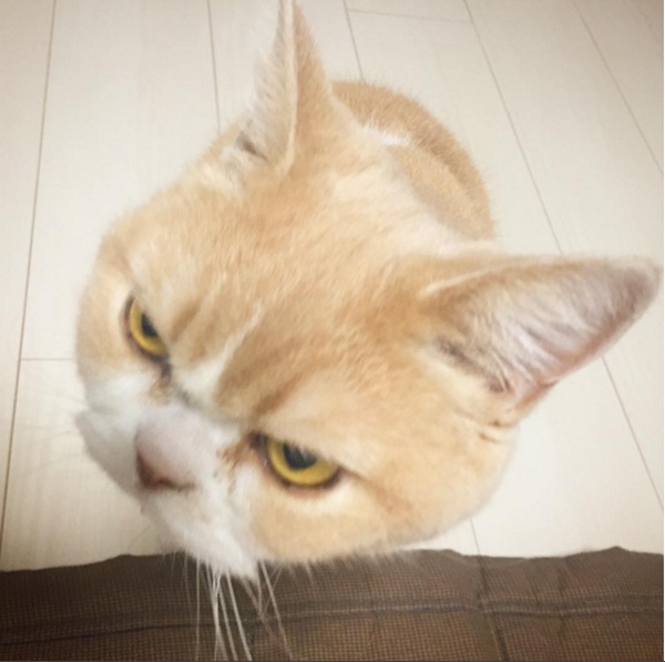 Trước Koyuki, một nàng mèo khác có biệt hiệu Grumpy Cat đã khuấy đảo mạng xã hội với khuôn mặt có biểu cảm tương tự,