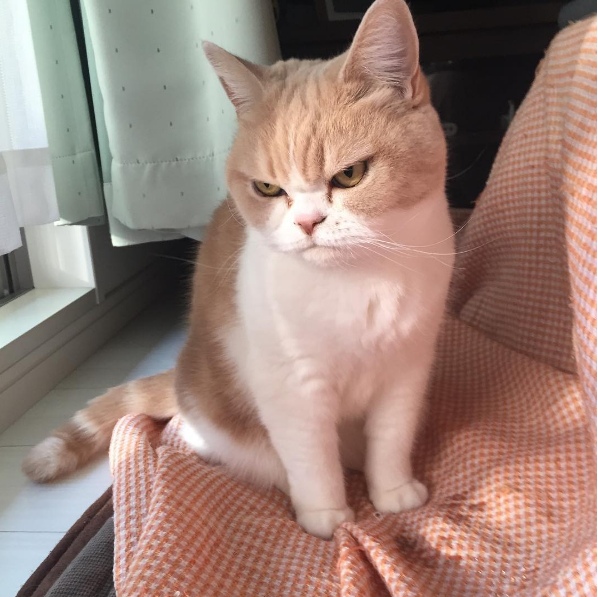 Theo lời chủ nhân của cô mèo này, Koyuki năm nay đã được 9 tuổi, sống tại thành phố biển Yokohama. Trong tiếng Nhật,