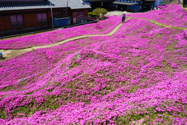 Tại thị trấn Shintomi, tỉnh Miyazaki, Nhật Bản, có một vườn hoa chi anh tuyệt đẹp, thường nở vào mùa xuân, thu hút  rất nhiều khách du lịch ghé thăm. Tuy nhiên, điều đặc biệt là vườn hoa này thực chất thuộc sở hữu cá nhân, và nguyên nhân khiến cứ từ cuối tháng 3 đến tháng 4 hàng năm, mỗi ngày có tới 7.000 người tới đây, không chỉ bởi những khóm hoa đẹp. Câu chuyện tình yêu cảm động đằng sau đó khiến người ta bị chú ý hơn cả.