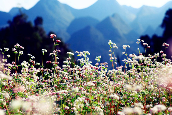 nhung-diem-den-cho-lan-dau-toi-ha-giang-5