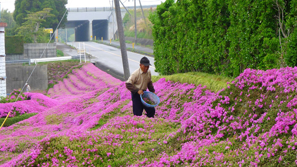 Ông Kuroki hằng ngày chăm sóc cho vườn hoa xinh đẹp.