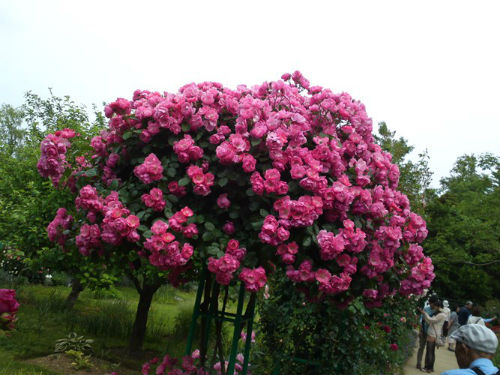 50-trieu-dong-mot-cay-hong-tree-rose-1