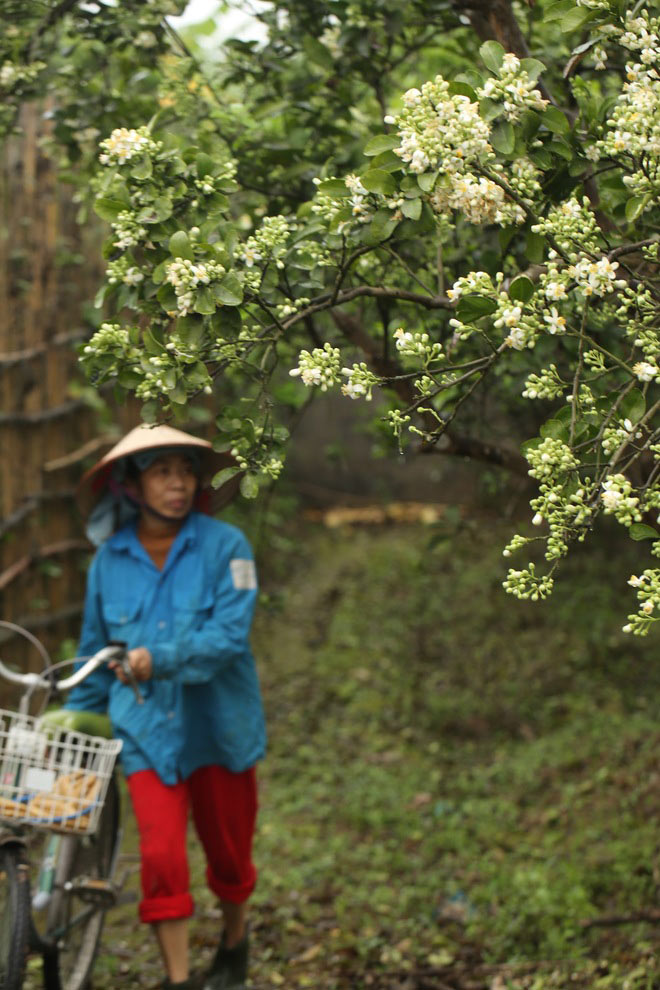 Tháng 3 về rồi lại say trong mùi hương bưởi