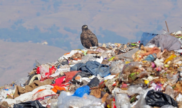 Đại bàng không còn vẻ ngạo nghễ khi đậu giữa bãi rác khi xưa vốn là một khu rừng.