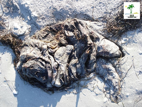 Có ai còn nhận ra đây là xác của một chú rùa biển chết vì ô nhiễm?