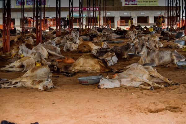 Hàng chục con bò đang nằm chờ chết vì ăn phải đồ ăn trong bãi rác.