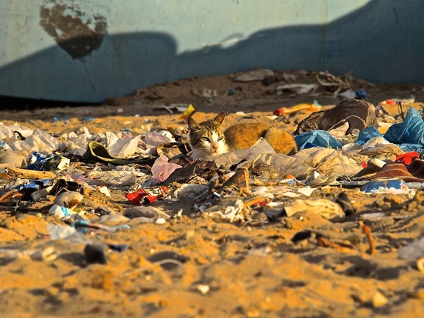 Chú mèo nằm trên bãi biển Morocco với toàn rác bao quanh.