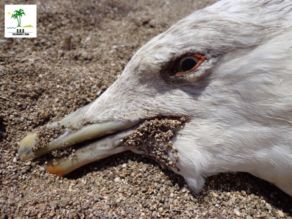 Ánh mắt một chú chim biển trước lúc hấp hối khiến các nhà bảo trợ động vật phải nhói lòng.
