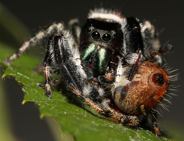 Loài nhện có cách yêu cuồng bạo nhất hành tinh - Ảnh 3.