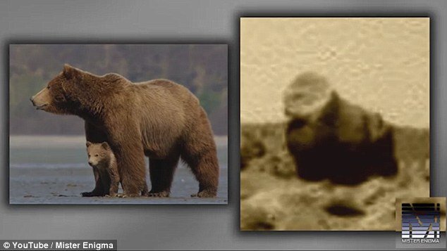  Hình cặp mẹ con gấu. 