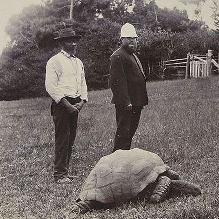 Rùa Jonathan trong một bức ảnh được chụp từ năm 1900