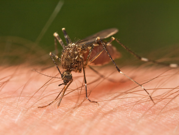 Thế giới đã có những phương pháp vi diệu nào để ngăn chặn virus Zika? - Ảnh 4.