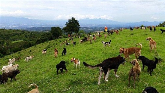 land-of-stray-dogs-territorio-de-zaguates-costa-rica-2.jpg