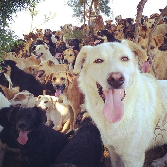 land-of-stray-dogs-territorio-de-zaguates-costa-rica-10.jpg