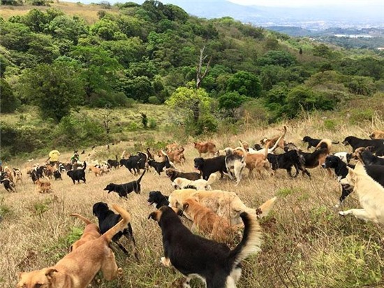 land-of-stray-dogs-territorio-de-zaguates-costa-rica-6.jpg