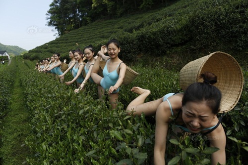 Gái trẻ vừa múa ballet vừa hái chè bị &#34;ném đá&#34; tới tấp - 9