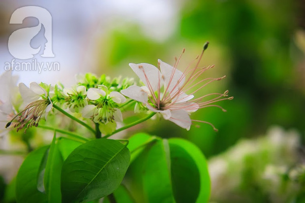 cây hoa bún 300 tuổi duy nhất ở Hà Nội