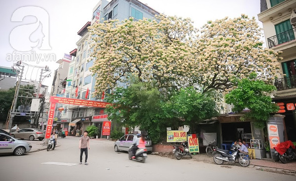 cây hoa bún 300 tuổi duy nhất ở Hà Nội