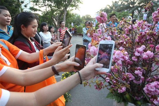  Lễ hội hoa anh đào đã được tổ chức tại nhiều thành phố của Việt Nam nhưng đây là lần đầu tiên tới TP HCM 