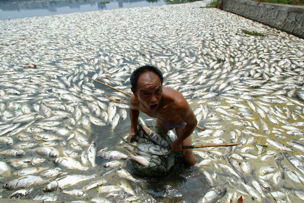 Người đàn ông vớt hàng đống cá chết trên hồ ở Vũ Hán, Hồ Bắc, Trung Quốc. Ảnh: Reuters