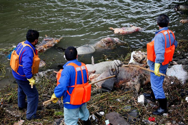 Năm 2013, công nhân vệ sinh Trung Quốc vớt hơn 2.000 con lợn chết bị vứt từ thượng nguồn sông Hoàng Phố trôi dạt xuống lưu vực sông gần Thượng Hải. Ảnh: Reuters.