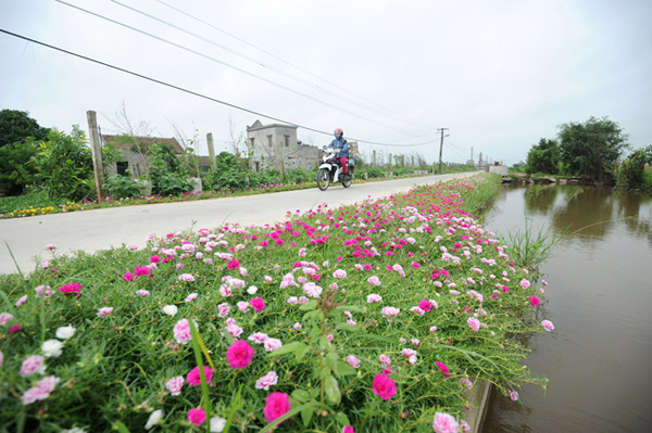 Ngẩn ngơ ngắm con đường hoa mười giờ dài 3km ở Nam Định