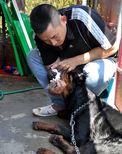 vi-cuu-tinh-cua-hang-tram-chu-cho-bi-bo-roi-9