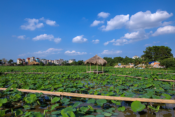 Đầm sen ở Hồ Tây mới vào đầu mùa, hoa nở khá thưa thớt