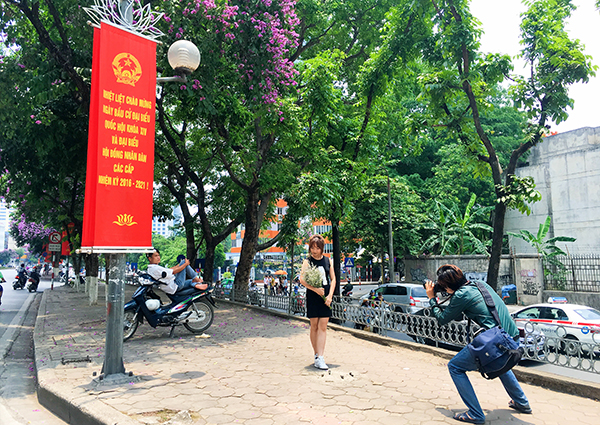 Trên đường Kim Mã, các nhiếp ảnh cũng tích cực tác nghiệp với người mẫu và hoa bằng lăng