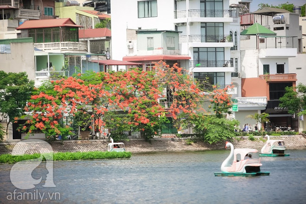 bằng lăng và phượng vĩ Hà Nội