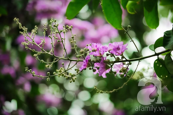 bằng lăng và phượng vĩ Hà Nội