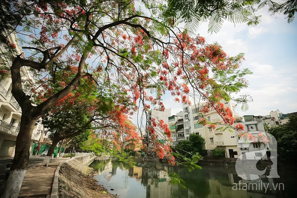 bằng lăng và phượng vĩ Hà Nội