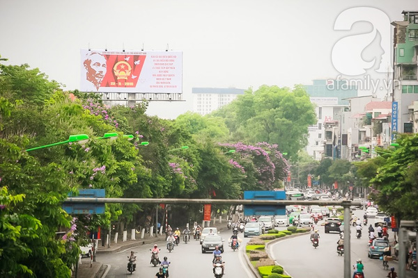 bằng lăng và phượng vĩ Hà Nội