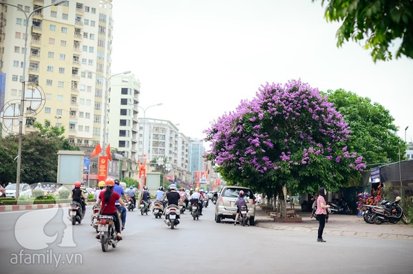 bằng lăng và phượng vĩ Hà Nội