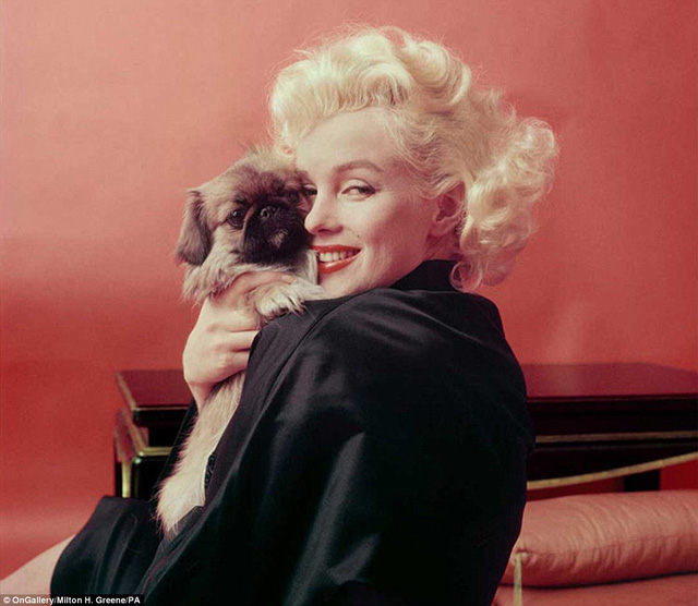  Bức ảnh chân dung này của Marilyn Monroe được nhiếp ảnh gia Milton Grene thực hiện vào năm 1955 