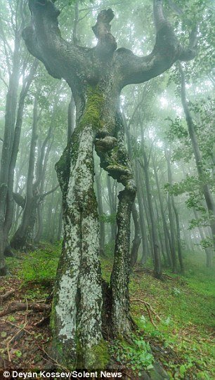 Tan muc cay soi co hinh dang nhu nguoi o Bulgaria-Hinh-2