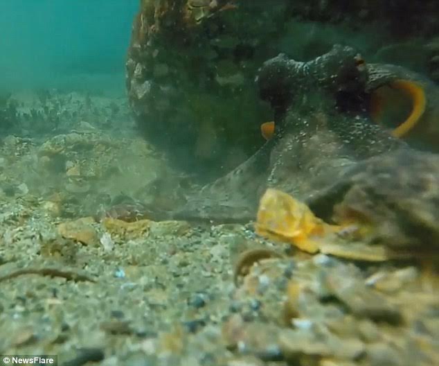  Người thợ lặn tìm thấy con bạch tuộc nằm dưới một tảng đá. 