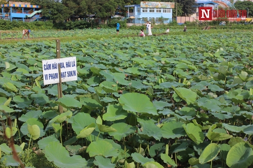 Sen Hồ Tây mất mùa: Khách đến đầm ngao ngán, chủ đầm sen thất thu!