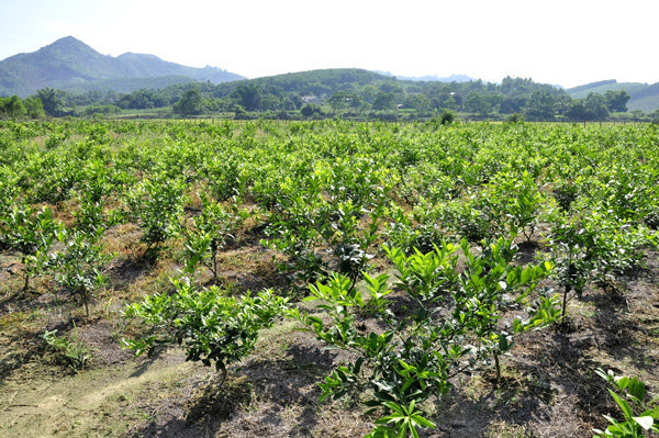  Số cây chanh vừa mới được trồng của trang trại anh Khổng Văn Nam 
