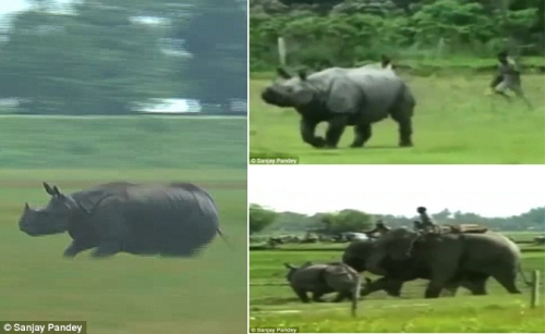 Ấn Độ: Tê giác làm loạn khu dân cư, voi rừng ra ‘trấn áp’ [VIDEO] - Ảnh 1