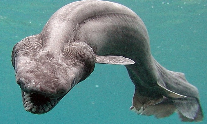 Dù gần như chưa từng được con người bắt gặp và dài không quá 1,8m, cá nhám mang xếp dễ gợi liên tưởng đến những loài thủy quái cổ đại với hàm răng đáng sợ. Ảnh: Công viên Hải dương Awashima.