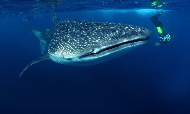 Cá mập voi, loài cá mập to lớn nhất dưới đại dương, là một sinh vật ăn động vật phù du và dễ bị tổn thương. Chúng chủ yếu sống ở các vùng nước ấm và vùng biển nhiệt đới trên khắp thế giới. Cá mập voi có thể di chuyển qua quãng đường hàng nghìn kilomet. Ảnh: National Geographic.