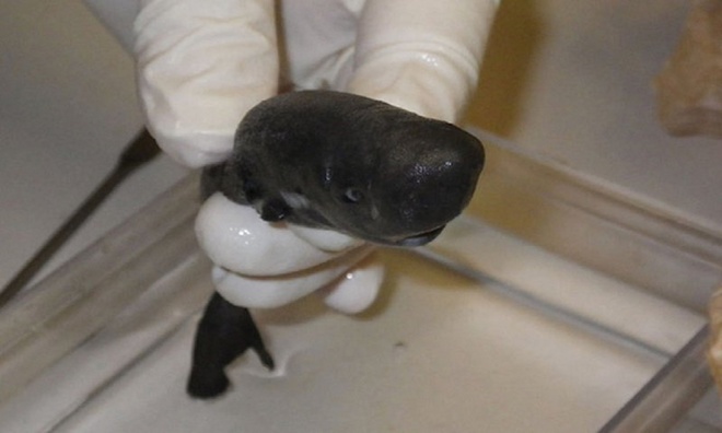 Con cá mập miệng nhỏ thuộc loài cá mập túi này được tìm thấy vào cuối năm 2015 và là con thứ hai được phát hiện từ trước tới nay. Ảnh: M. Doosey/Đại học Tulane.
