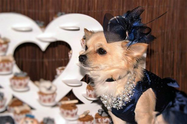 Owner Snezhana White said: It was a wonderful ceremony and everyone was really excited to be hosting our first doggy wedding.