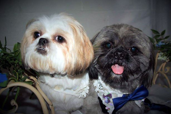 Happy couple, Elvis and Bella, known as Belvis, were surrounded by their canine chums and tucked into a slap up meal including a three-tiered wedding cake made of dog food.  The Shiatzus are already parents to two litters of puppies.