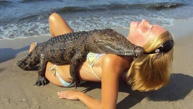 Em xin đến nỗi cá sấu cũng muốn làm quen nhé.