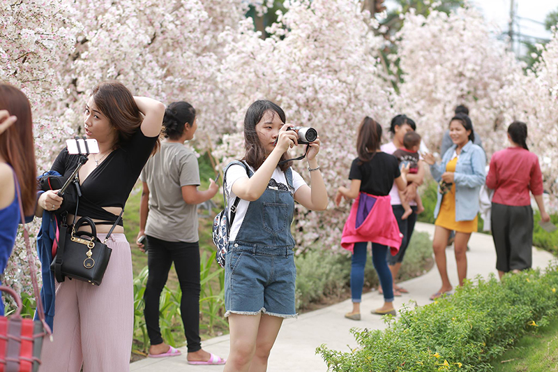 Vào ngày giữa tuần, bạn trẻ vẫn nườm nượp ghé thăm nơi đây để chụp ảnh, ngắm hoa.