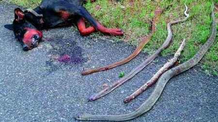 Chú chó thuộc giống Doberman đã dũng cảm hy sinh thân mình, cắn chết 4 con rắn độc để bảo vệ gia chủ